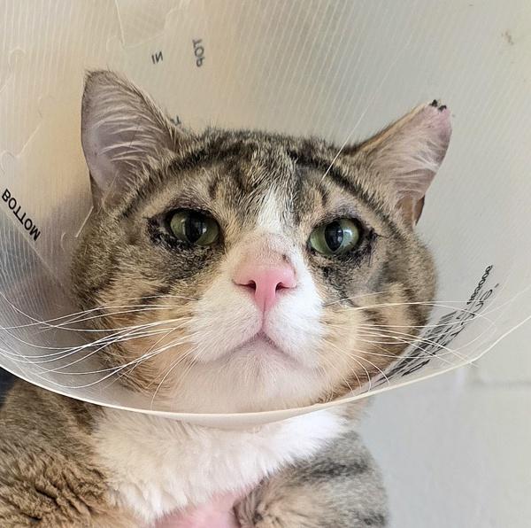 Enlarge Mulberry, a Adoptable mixed breed in Silverdale, WA image 3/5