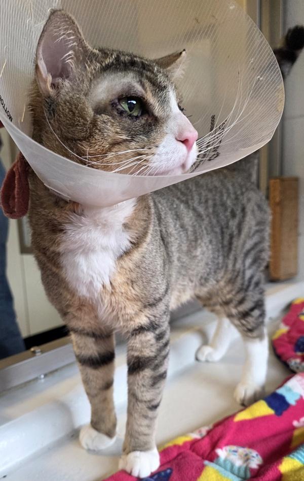 Enlarge Mulberry, a Adoptable mixed breed in Silverdale, WA image 4/5