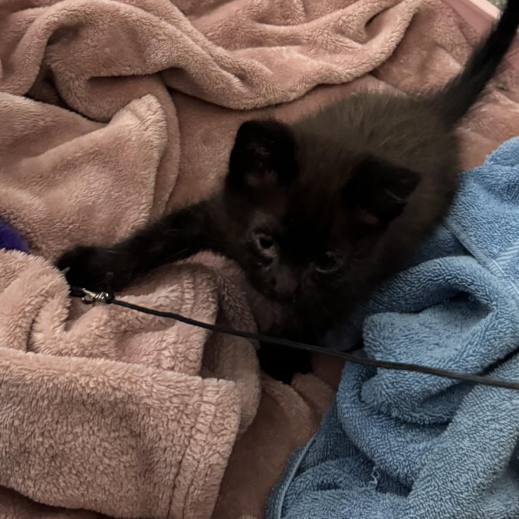 Bear, Adoptable, Kitten Female Domestic Short Hair.