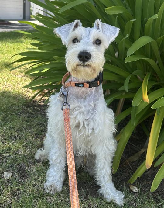 Enlarge Stroopwaffel, a Adopted mixed breed in Palo Alto, CA image 1/1