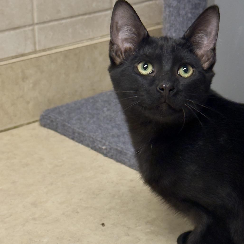 Moses, ADOPTABLE, Young Male Domestic Short Hair.
