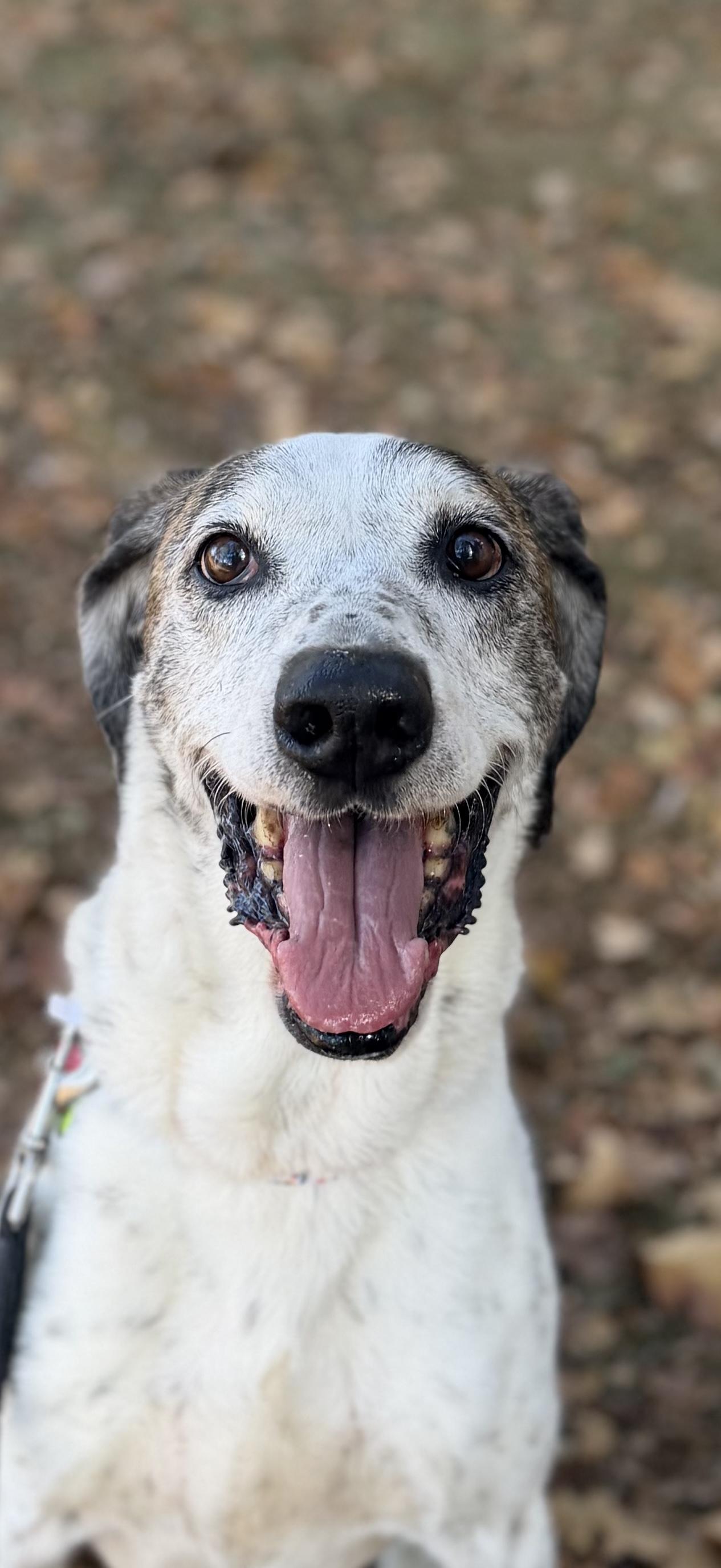 Enlarge Hazel, a Adoptable Plott Hound in Tacoma, WA image 5/5