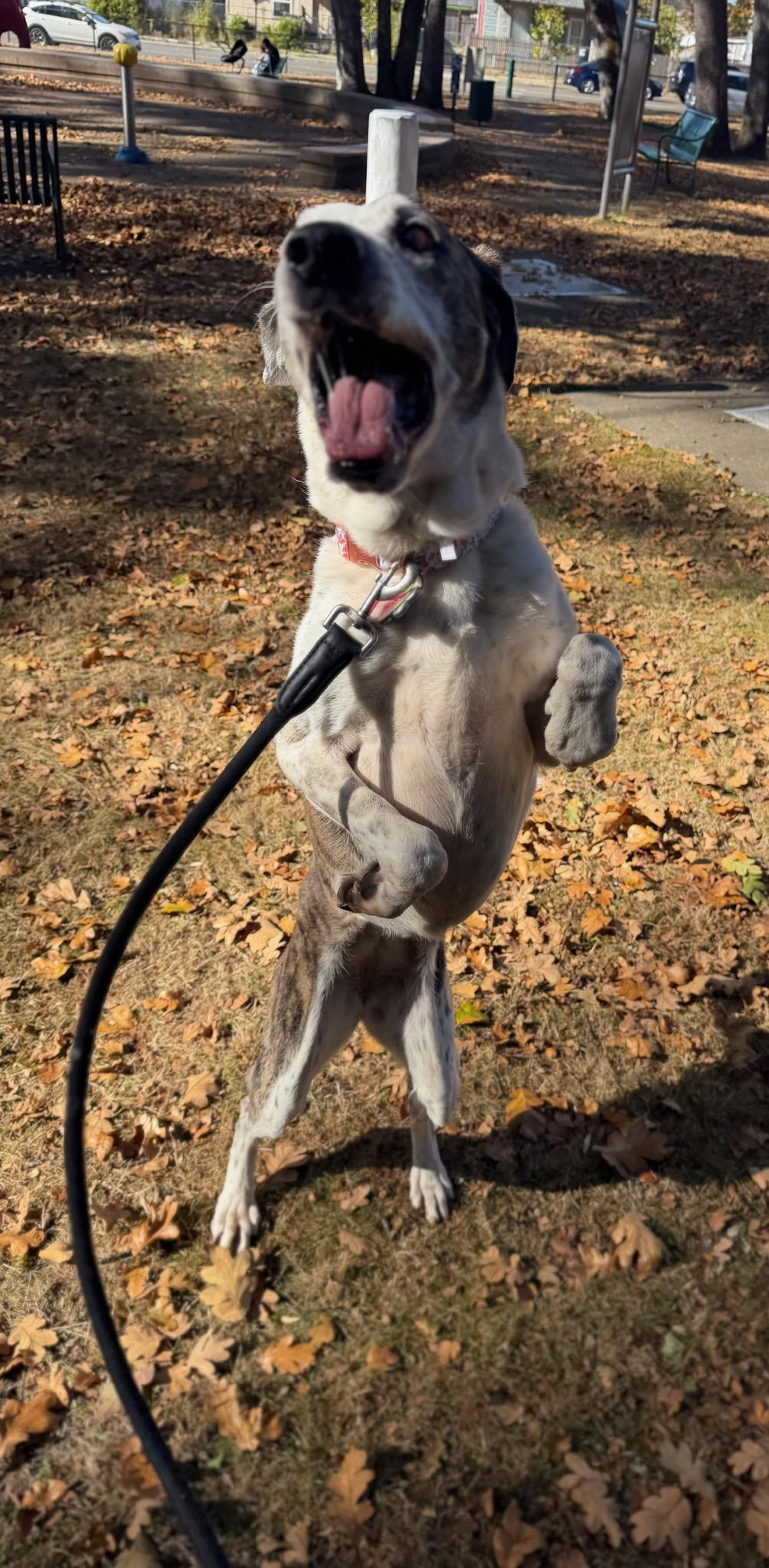 Enlarge Hazel, a Adoptable Plott Hound in Tacoma, WA image 4/5