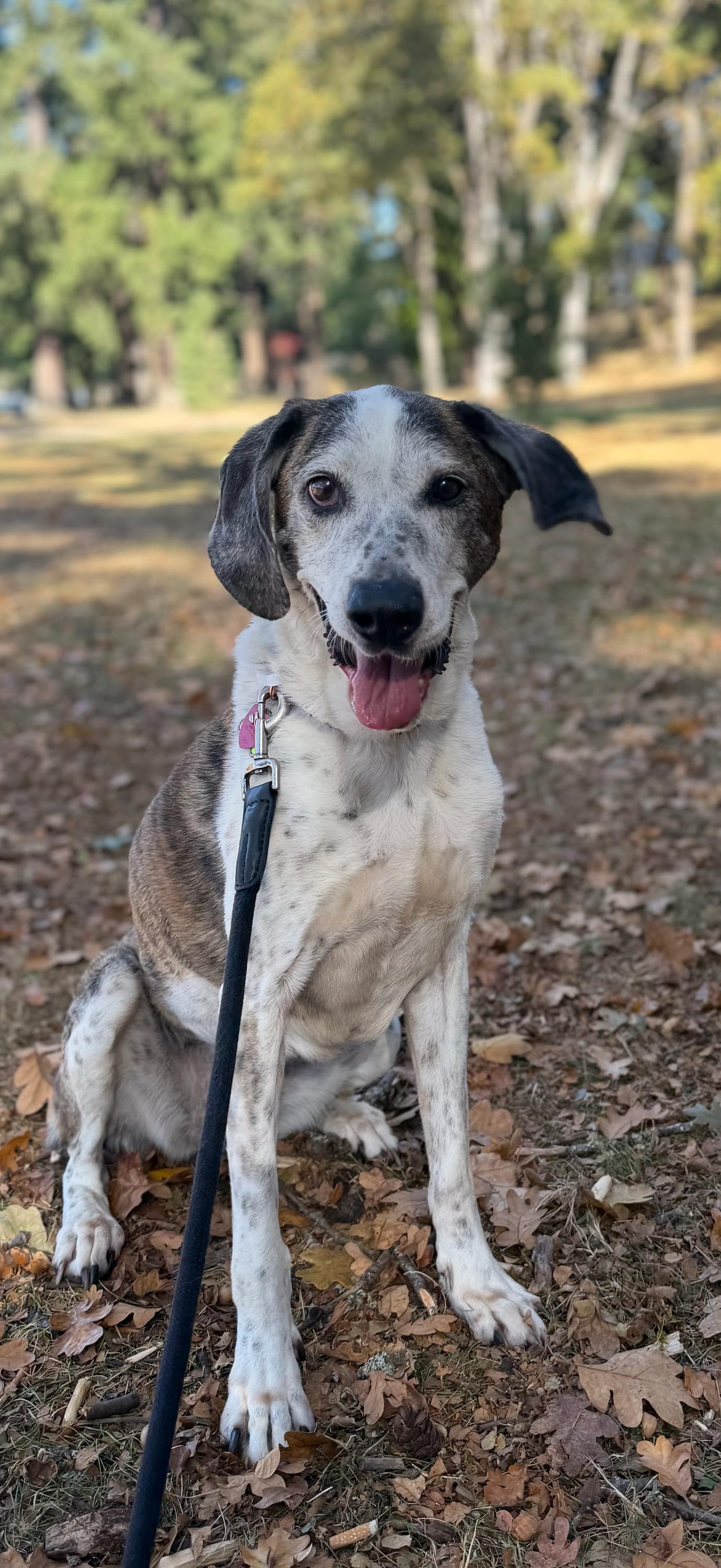 Enlarge Hazel, a Adoptable Plott Hound in Tacoma, WA image 3/5