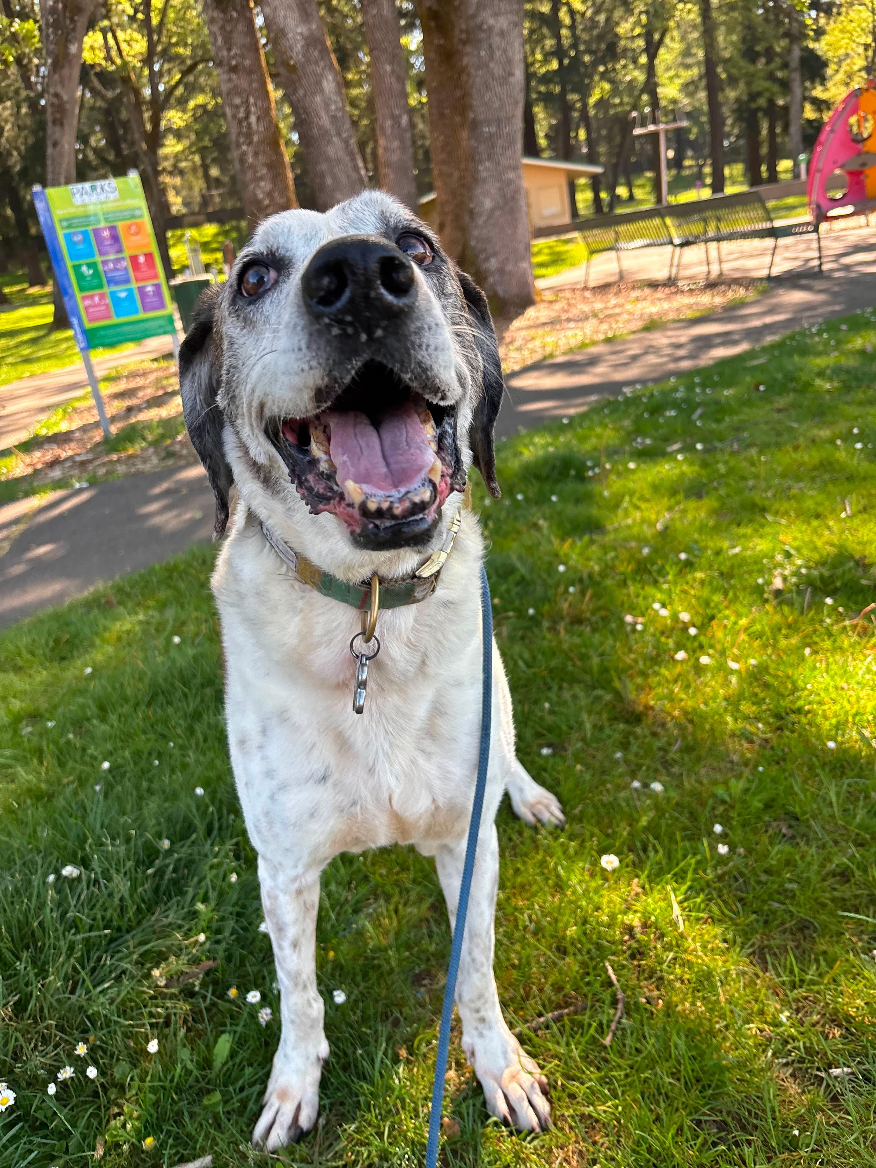 Enlarge Hazel, a Adoptable Plott Hound in Tacoma, WA image 2/2