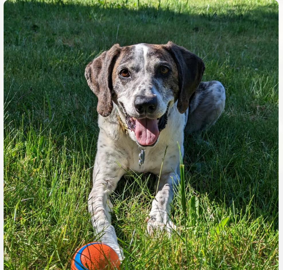 Enlarge Hazel, a Adoptable Plott Hound in Tacoma, WA image 1/2