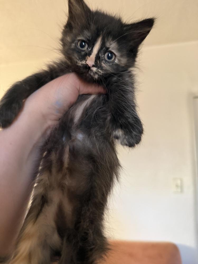 Chloe, Adoptable, Kitten Female Domestic Medium Hair.