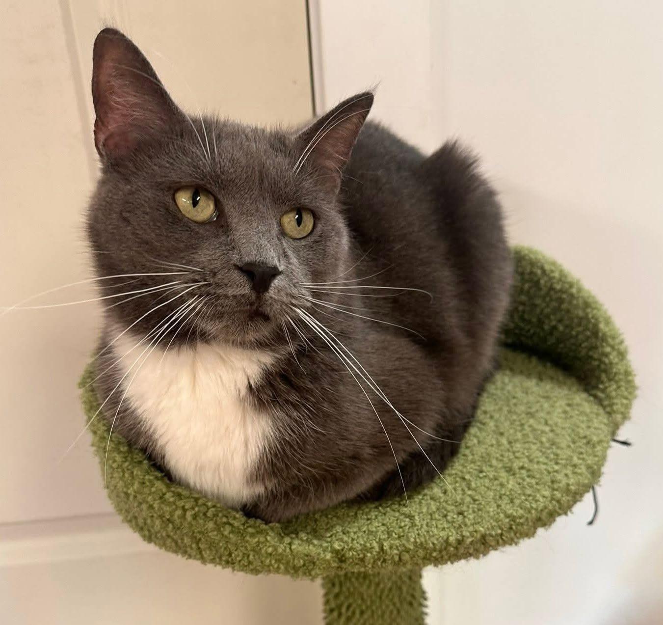 Lita, ADOPTABLE, Adult Female Domestic Short Hair.