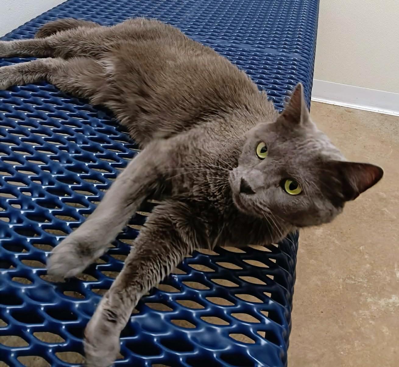 Gloomey, an adopted Domestic Short Hair in Springfield, IL image 1/3