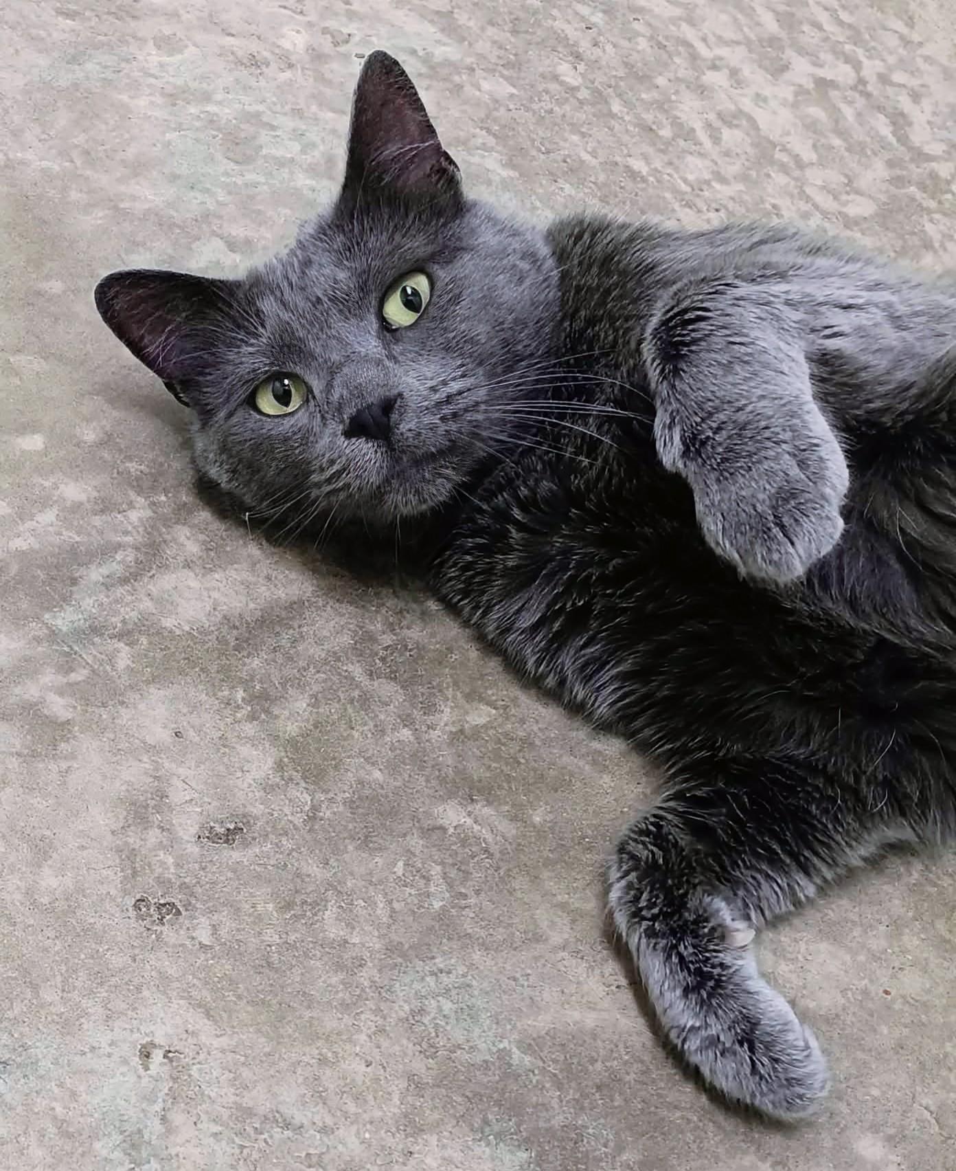 Gloomey, an adopted Domestic Short Hair in Springfield, IL image 2/3