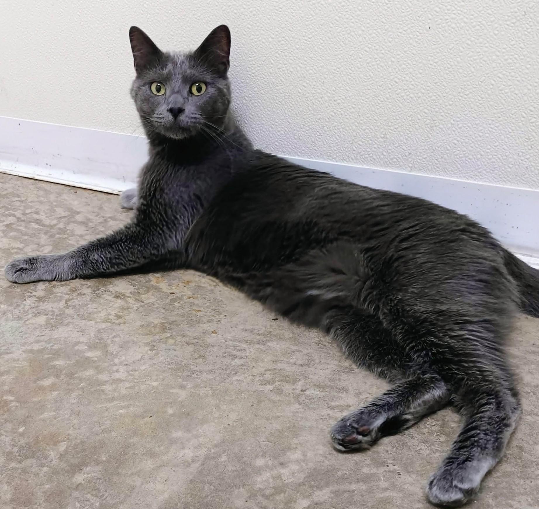 Gloomey, an adopted Domestic Short Hair in Springfield, IL image 3/3