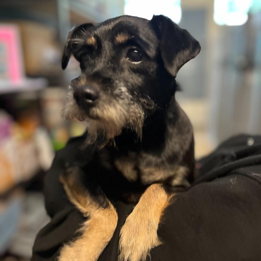 Anna, Adoptable, Adult Female Schnauzer & Dachshund.