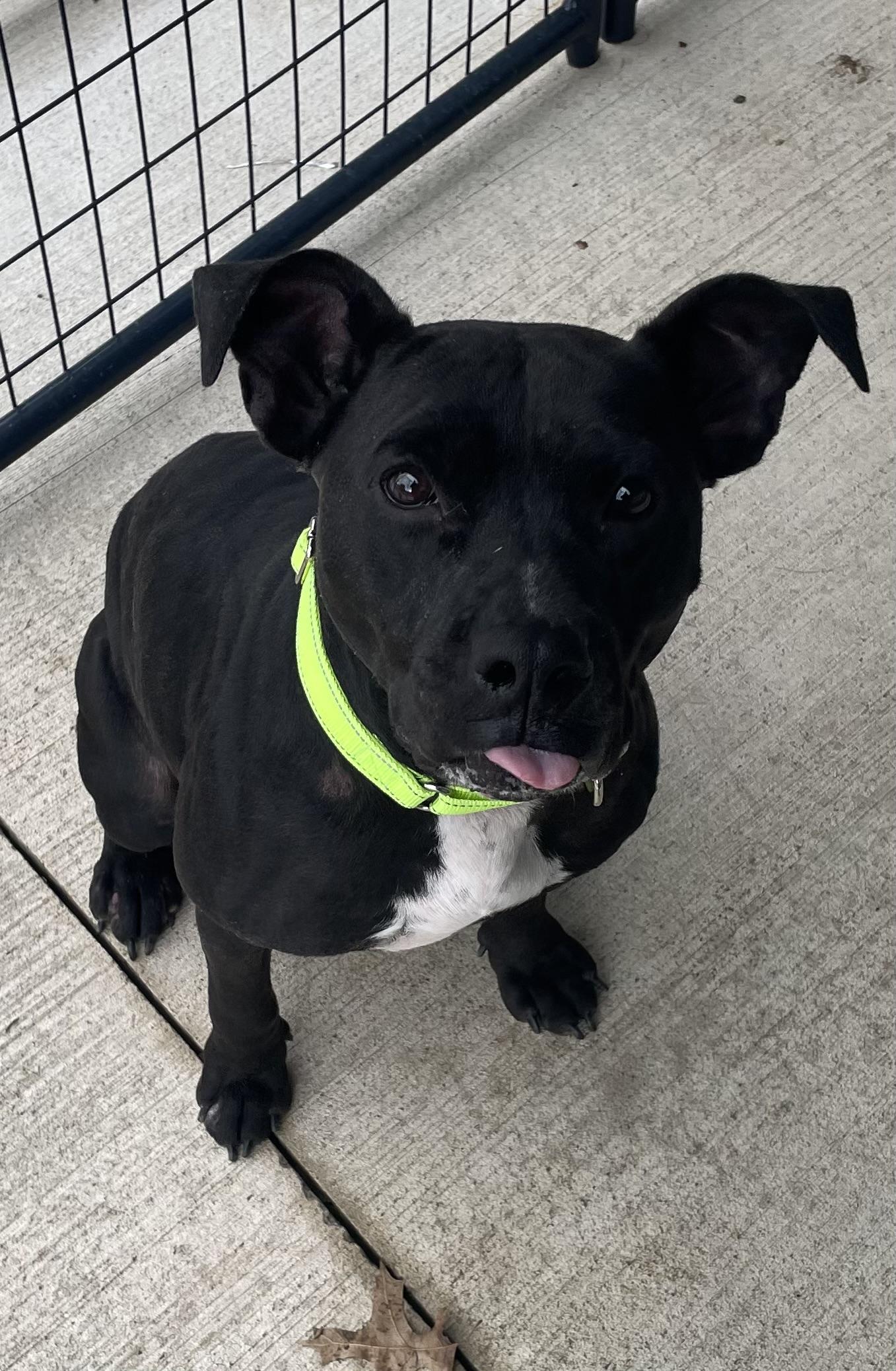 Nova, Adoptable, Adult Female Pit Bull Terrier.