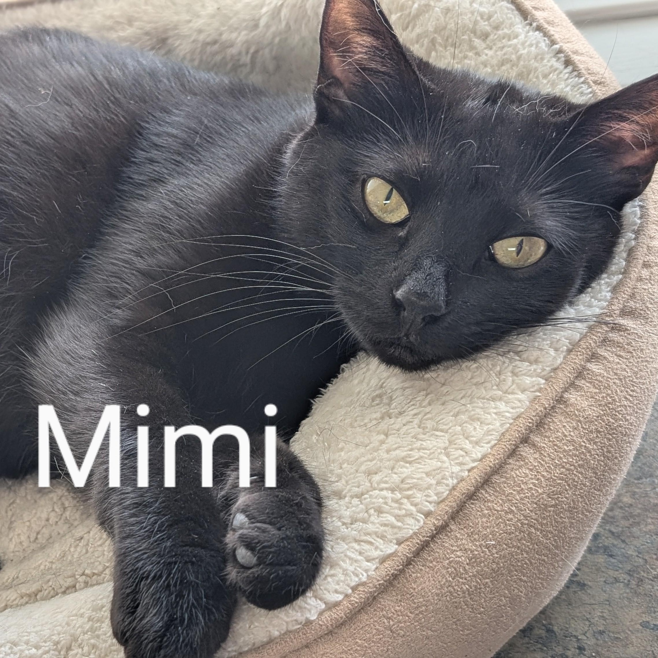 Mimi, a Adoptable Domestic Short Hair in Mazon, IL image 1/2