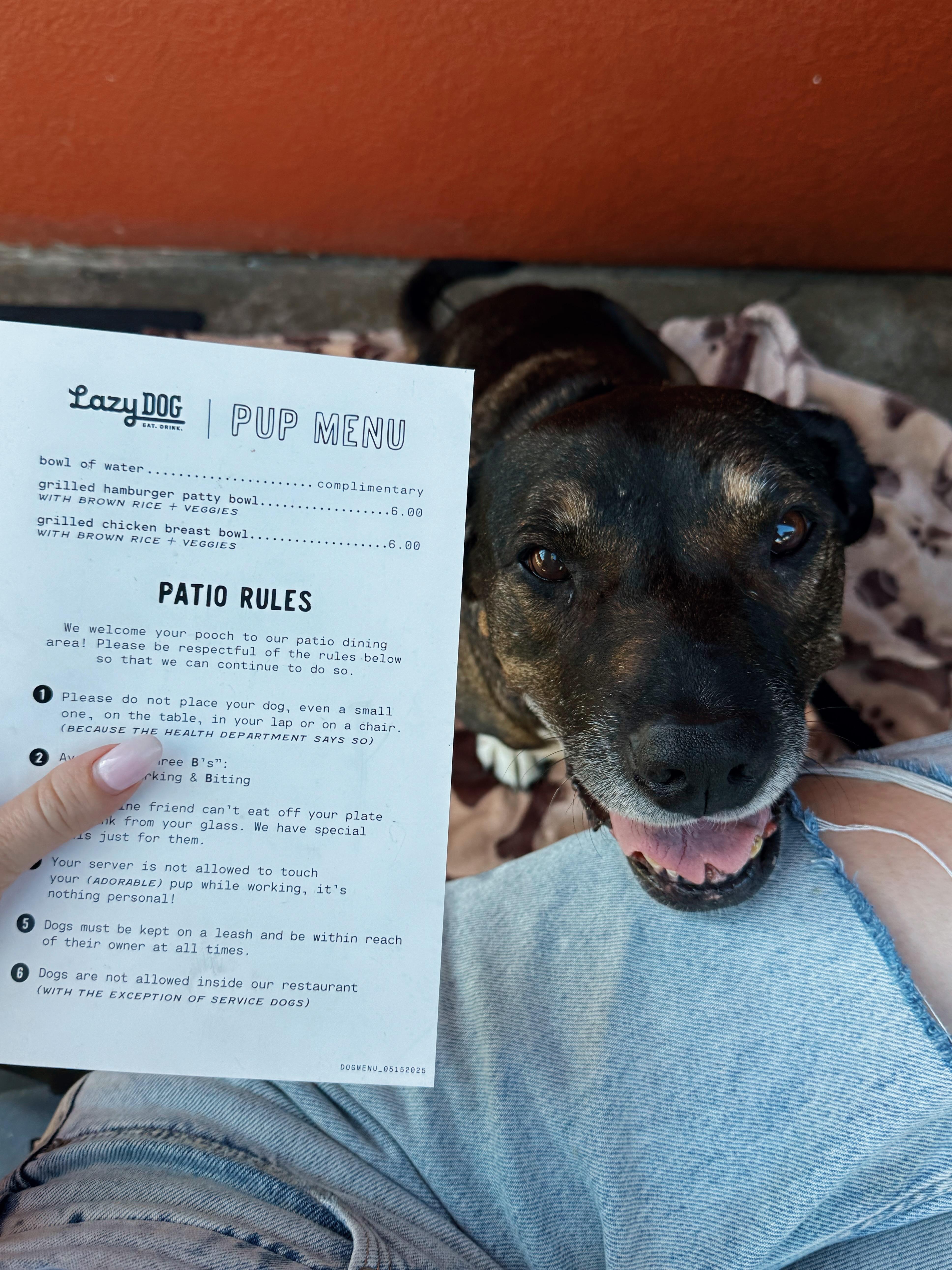 Enlarge Athena Sinclair, an adopted mixed breed in Huntington Beach, CA image 3/4