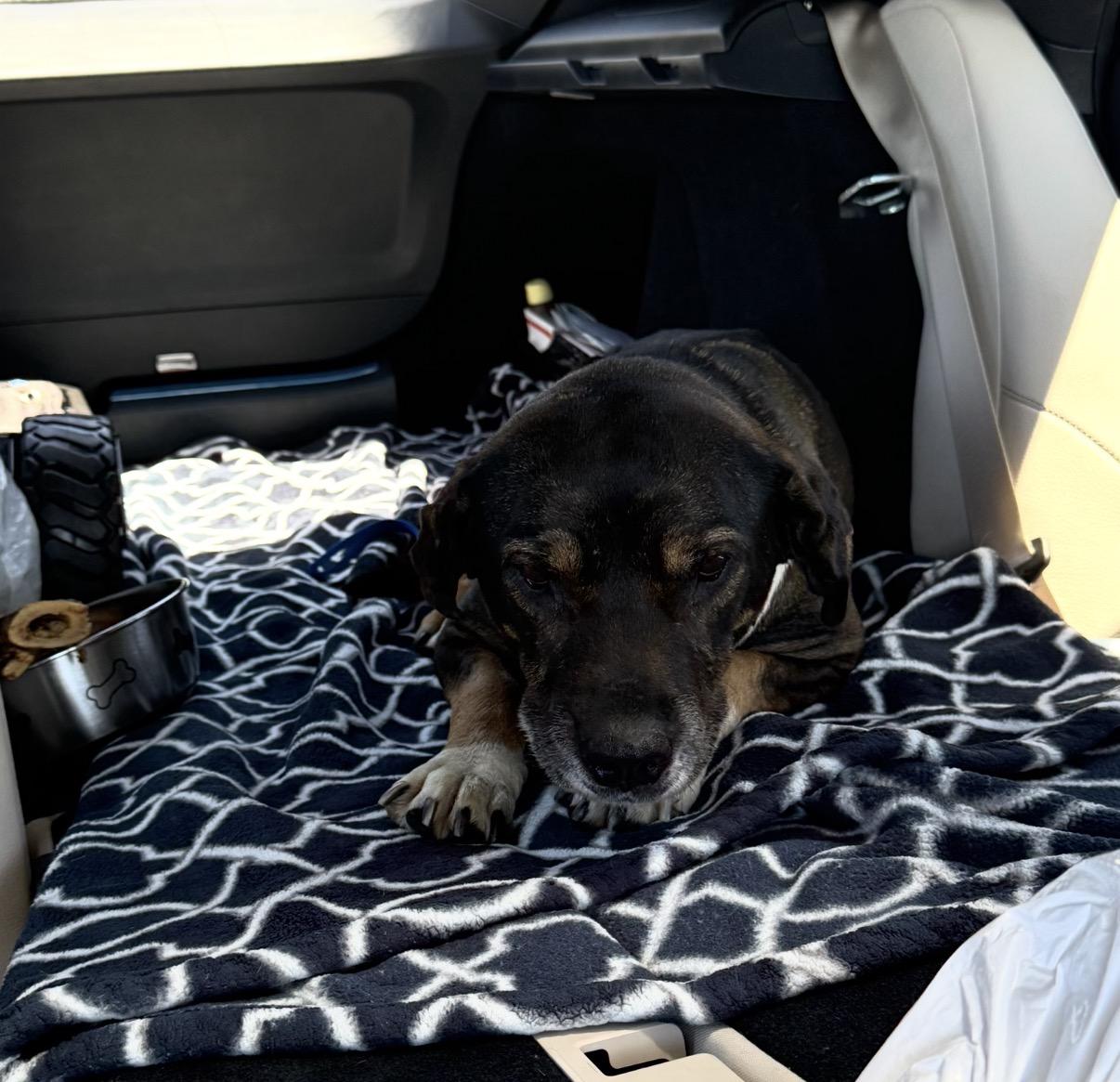 Enlarge Athena Sinclair, an adopted mixed breed in Huntington Beach, CA image 4/4