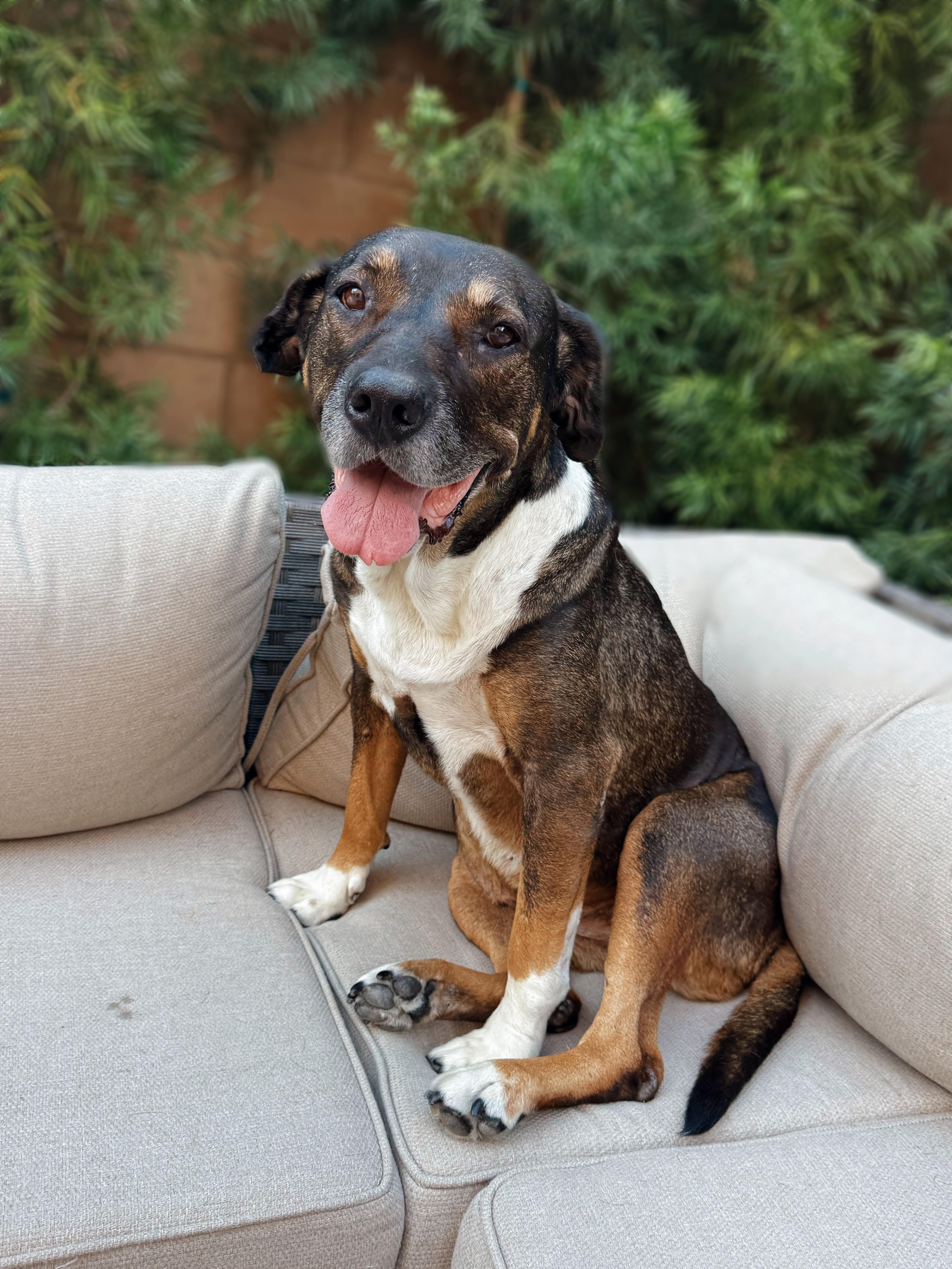 Athena Sinclair, adopted, Senior Female Pharaoh Hound.