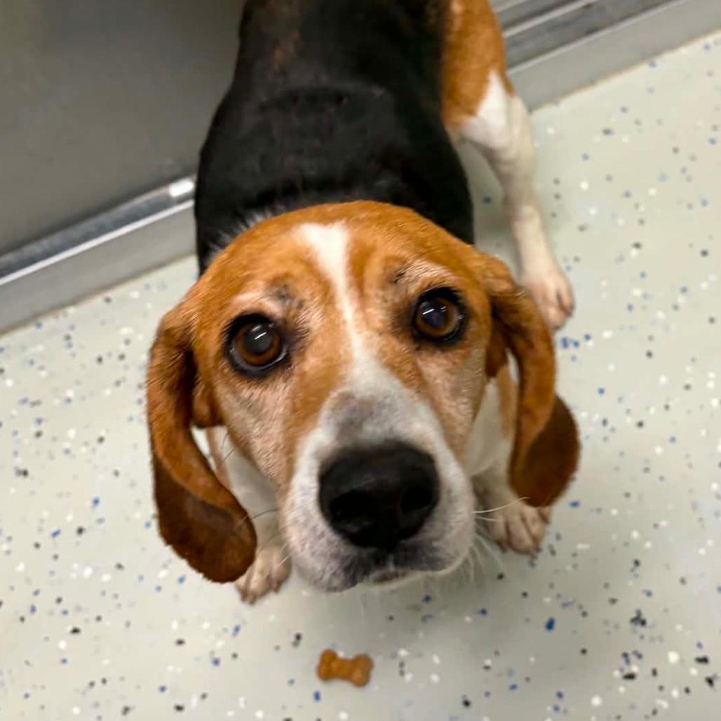Enlarge Jo, a Adoptable Beagle in Marion, VA image 1/1