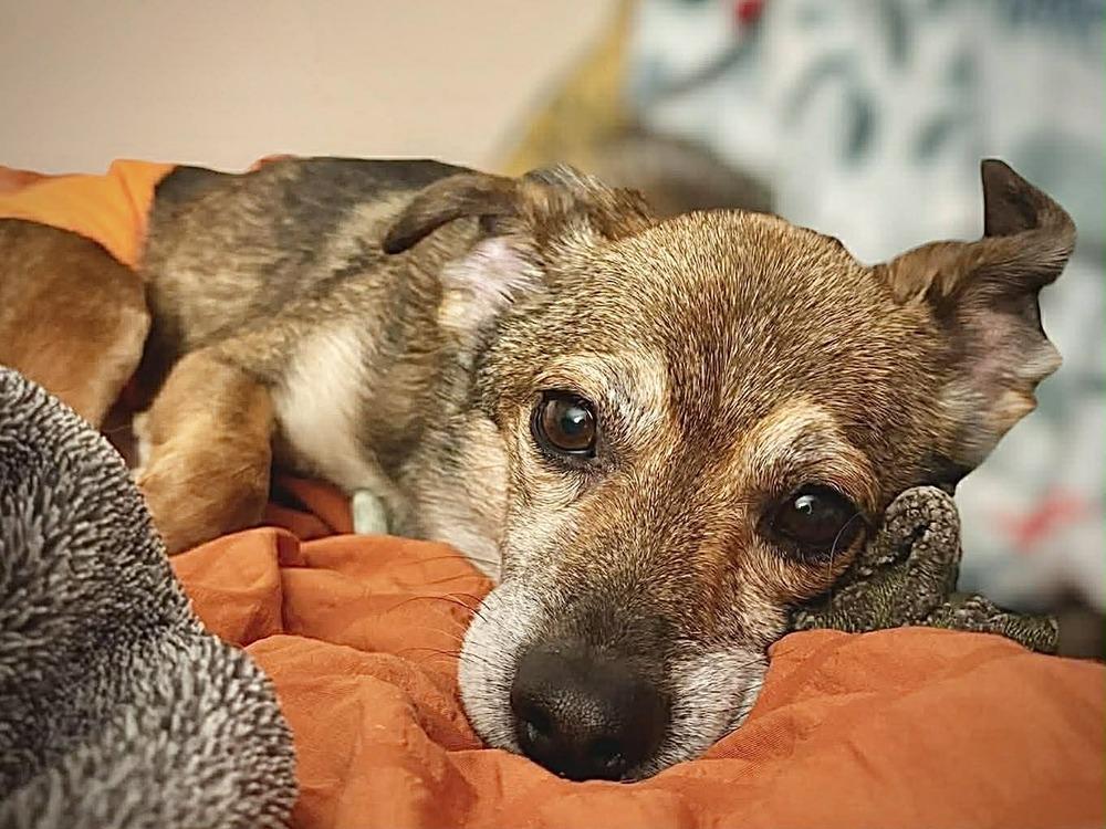 Chico, Adoptable, Adult Male Chihuahua.