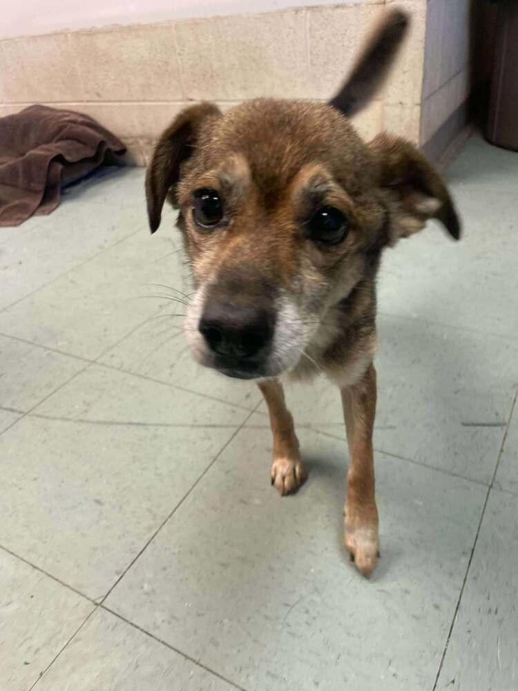 Enlarge Chico, a Adoptable mixed breed in Alden, NY image 2/3