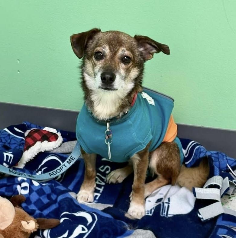 Enlarge Chico, a Adoptable mixed breed in Alden, NY image 3/3