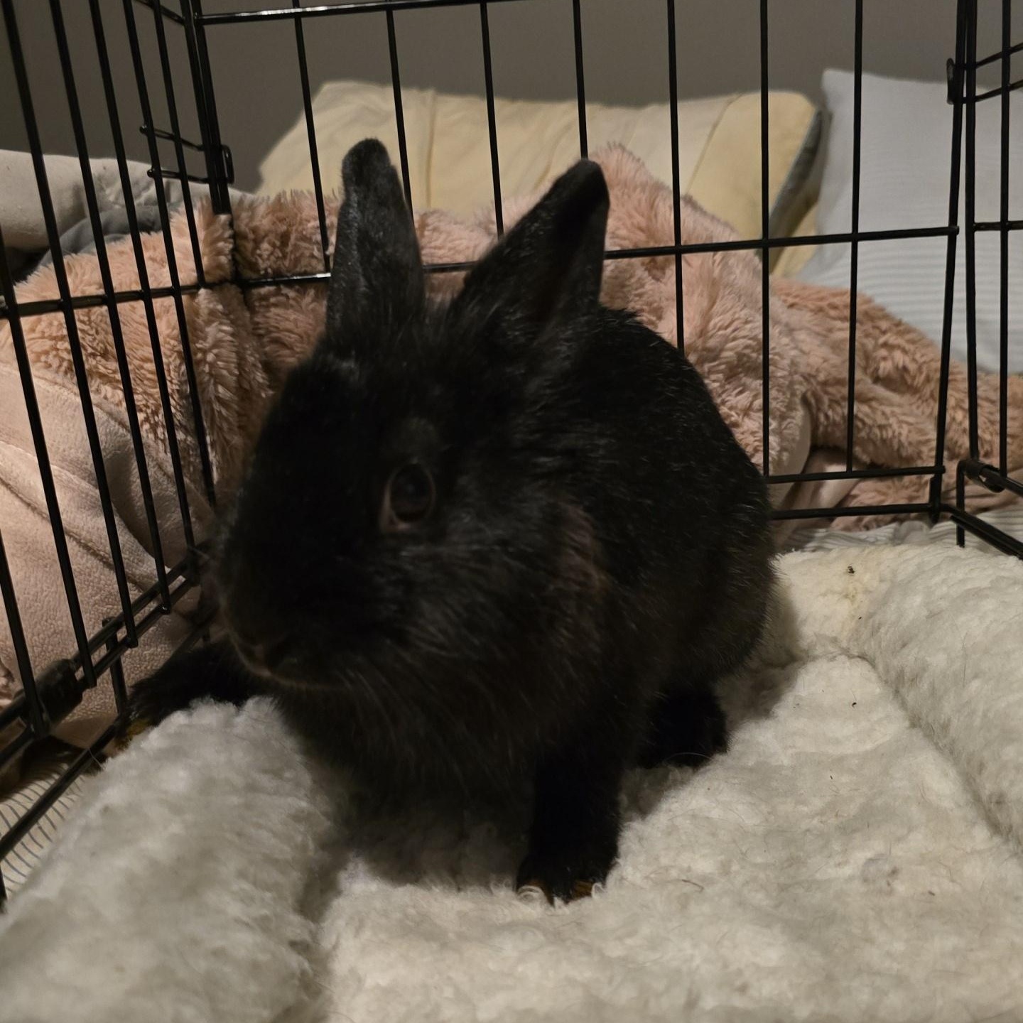 Sage, adopted, Young Female Lionhead & Dwarf.