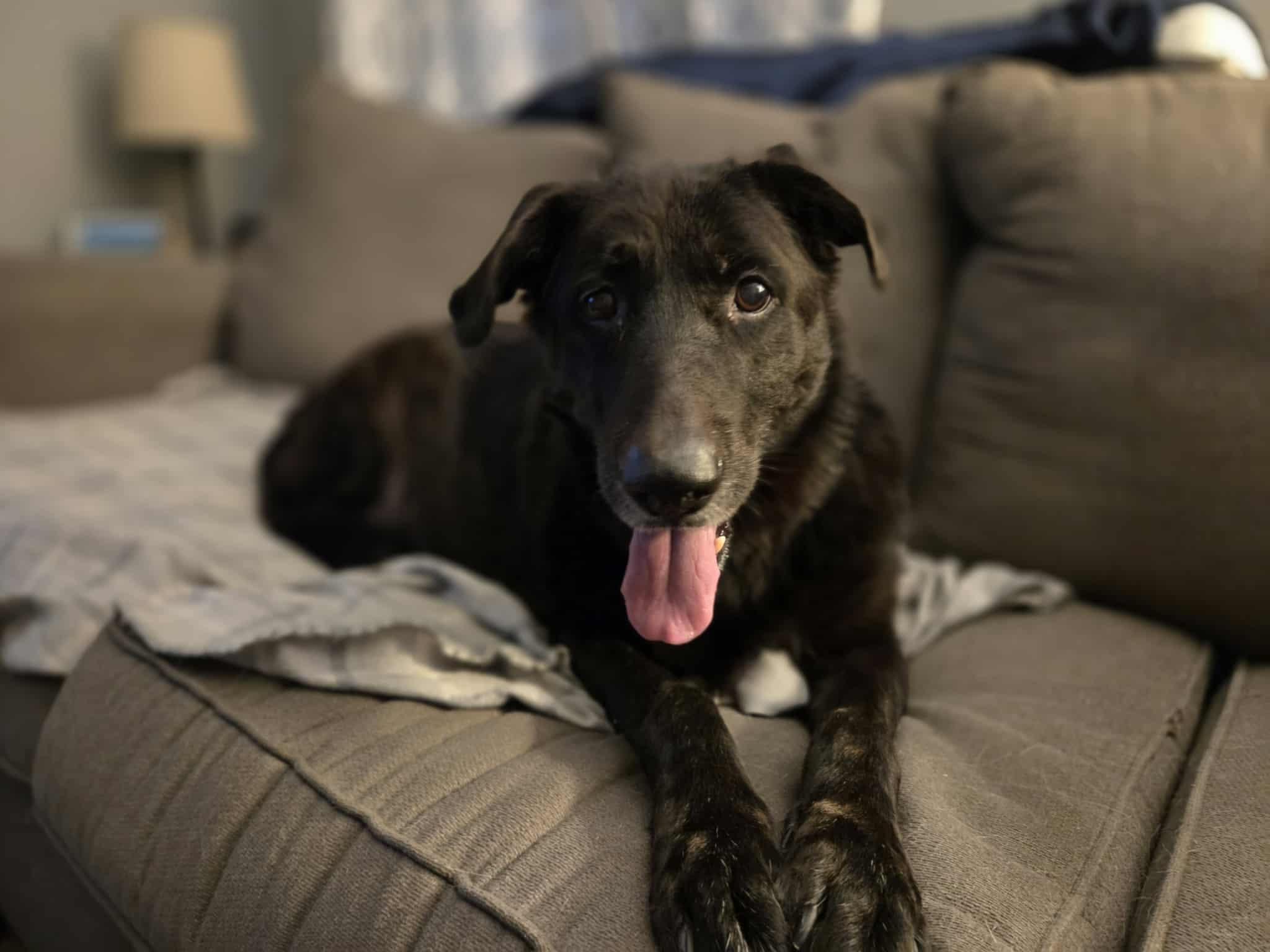 Trooper (senior)