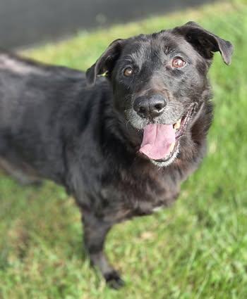 Trooper (senior)