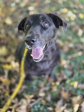Trooper (senior)