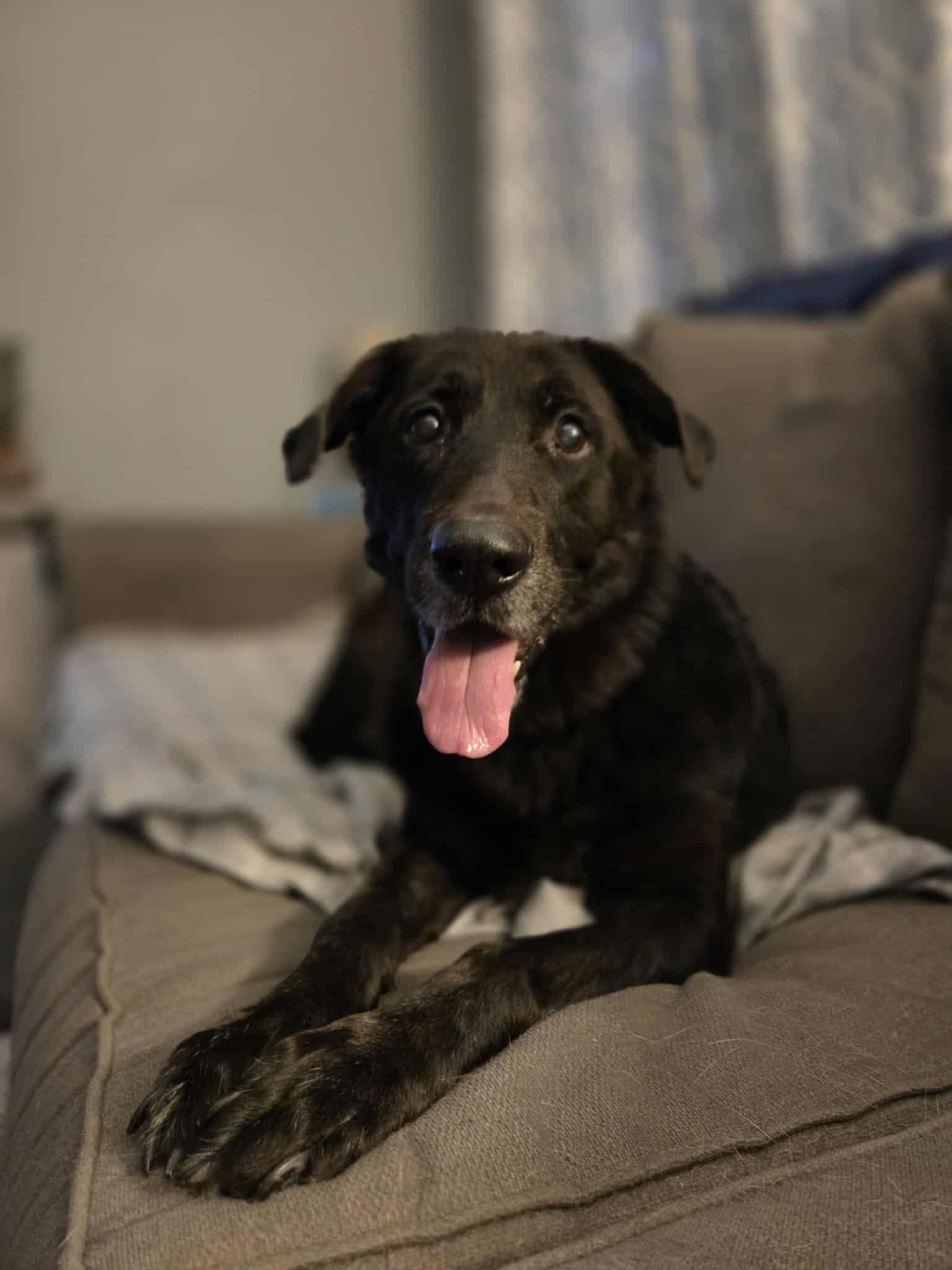 Trooper (senior)