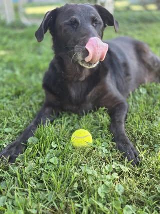 Trooper (senior)