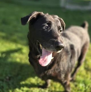 Trooper (senior)