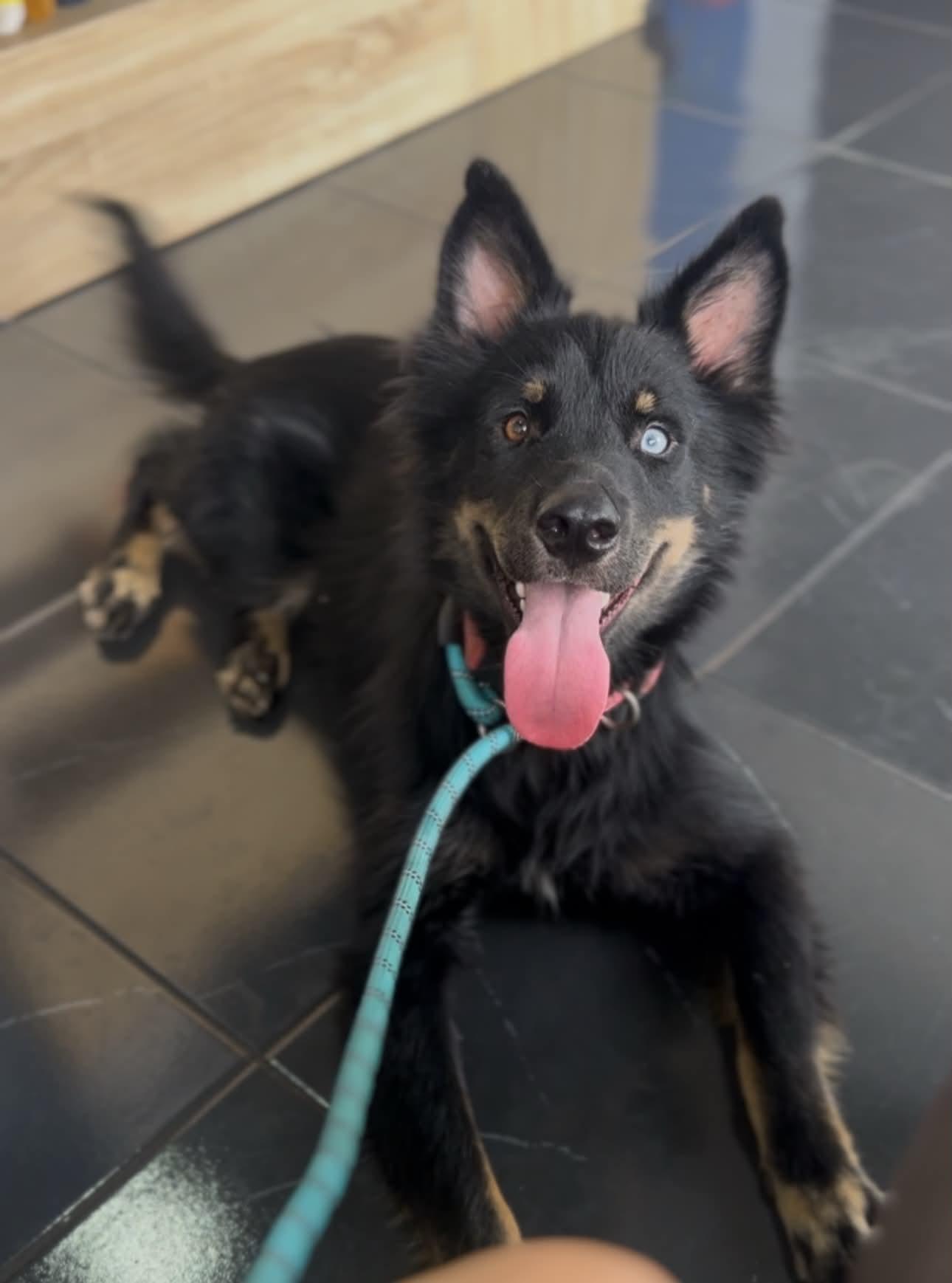 Enlarge Jazz, a Adoptable Australian Shepherd in Escondido, CA image 1/3
