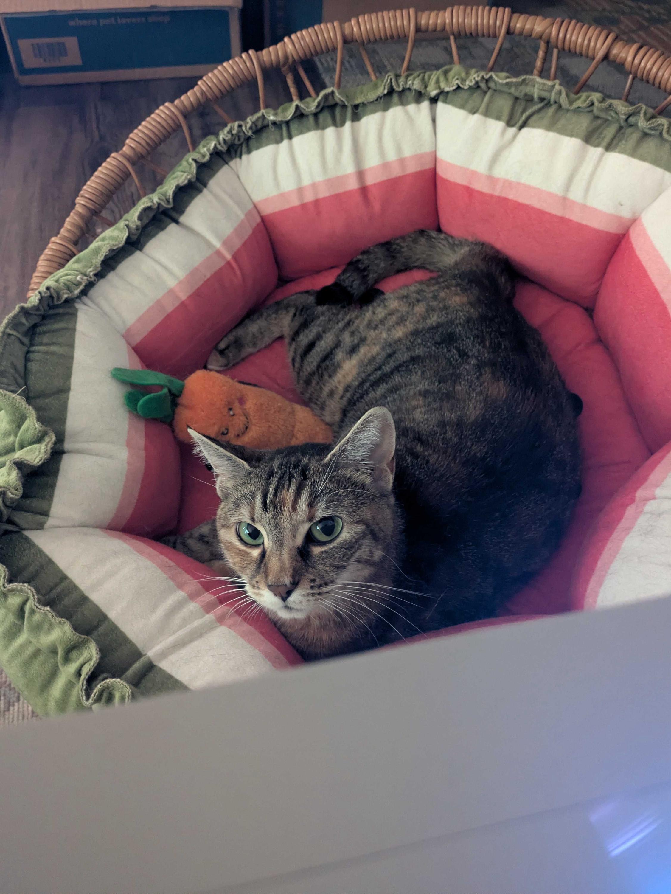 Lady, an adoptable Domestic Short Hair in Seattle, WA image 2/6