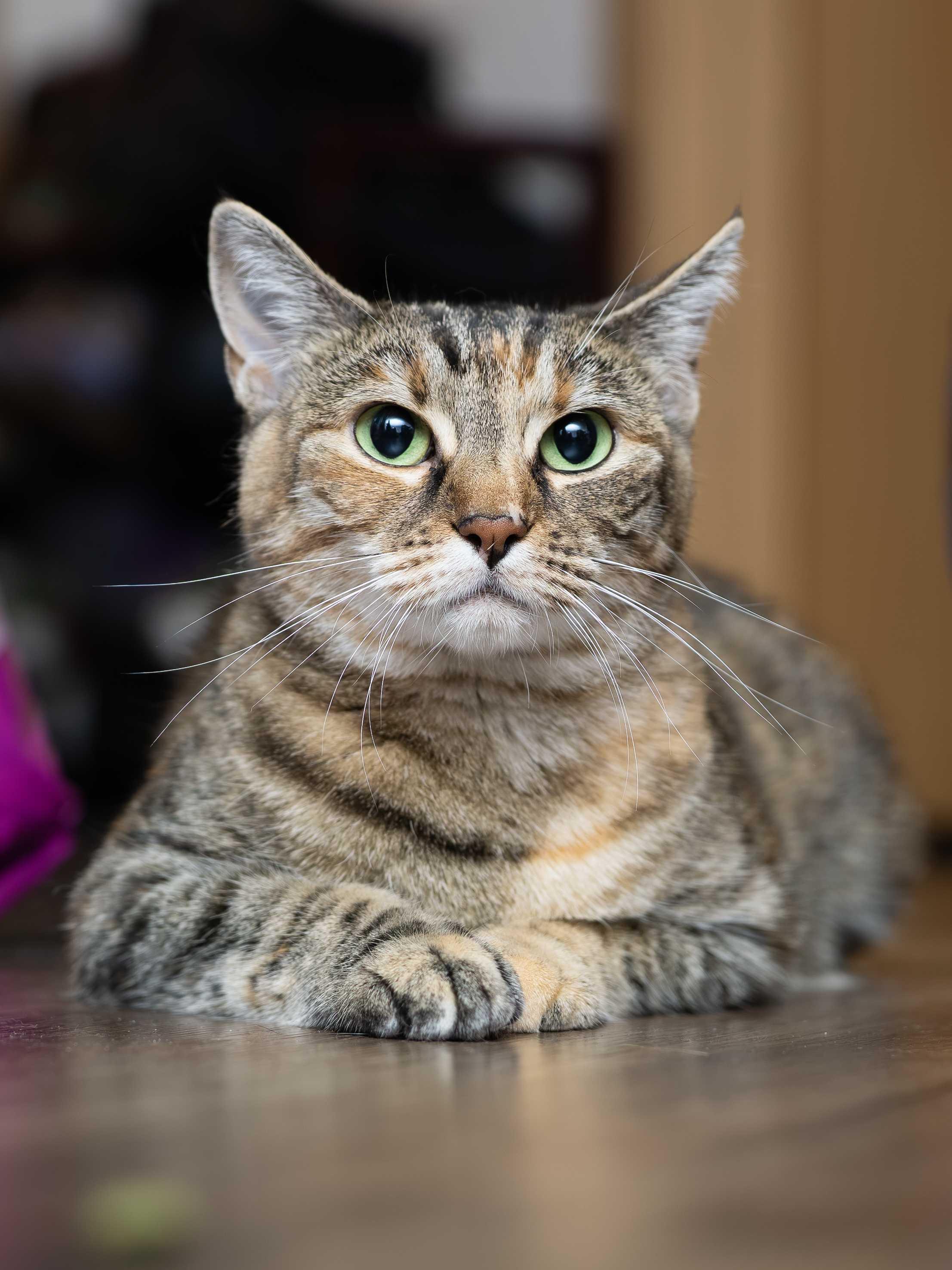 Lady, adoptable, Young Female Domestic Short Hair.