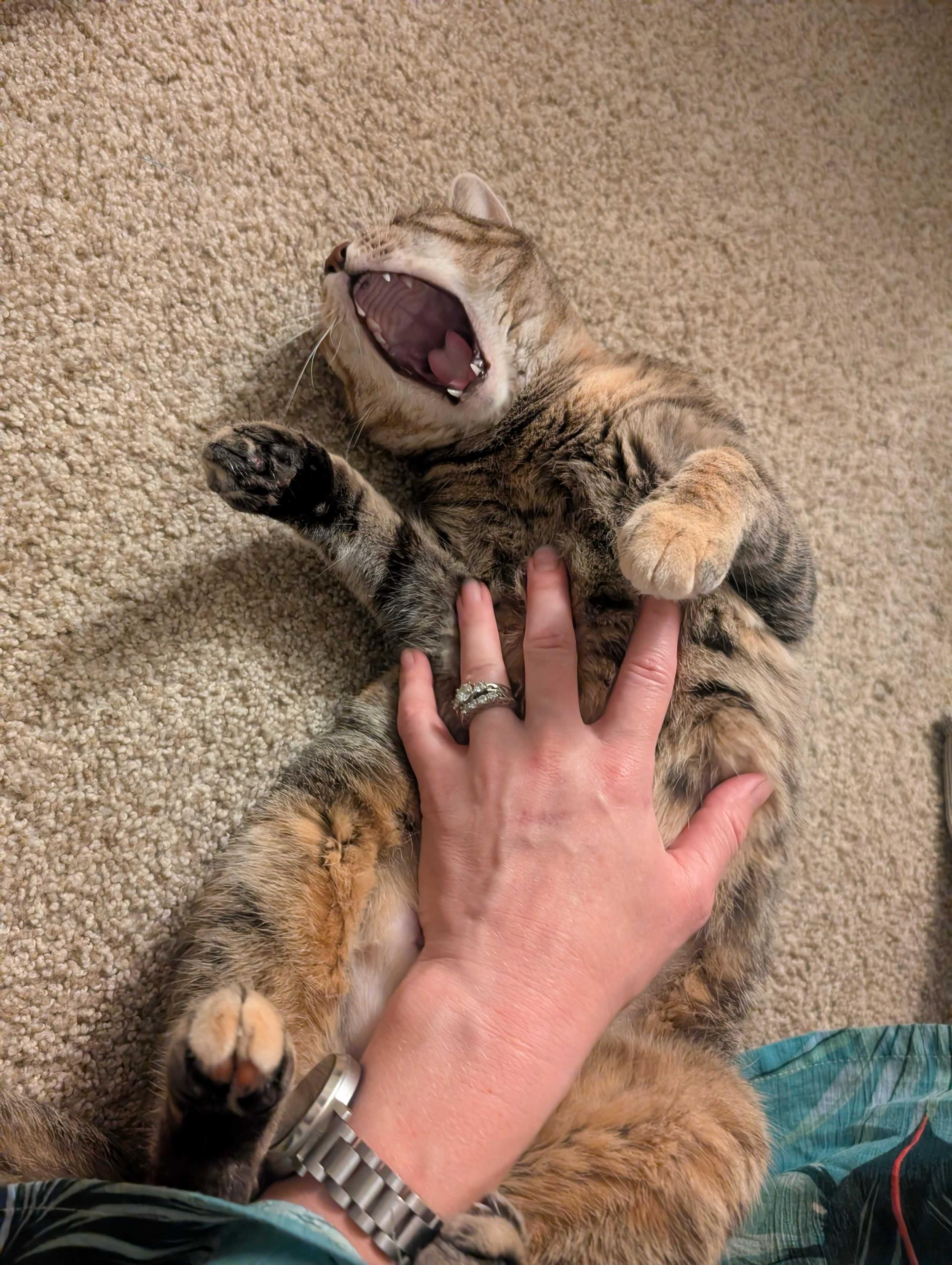 Lady, an adoptable Domestic Short Hair in Seattle, WA image 3/6