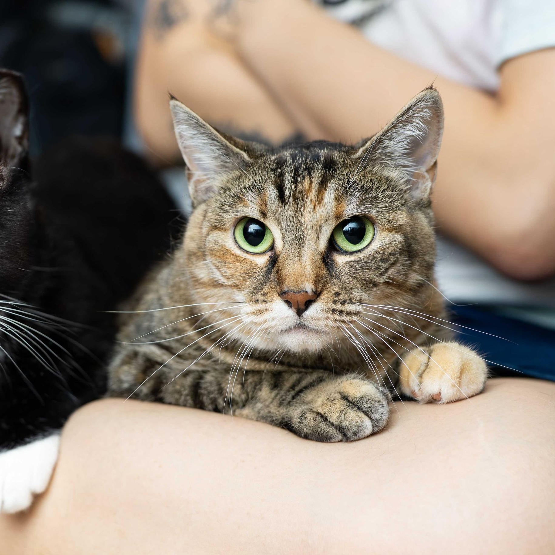 Lady, an adoptable Domestic Short Hair in Seattle, WA image 4/6
