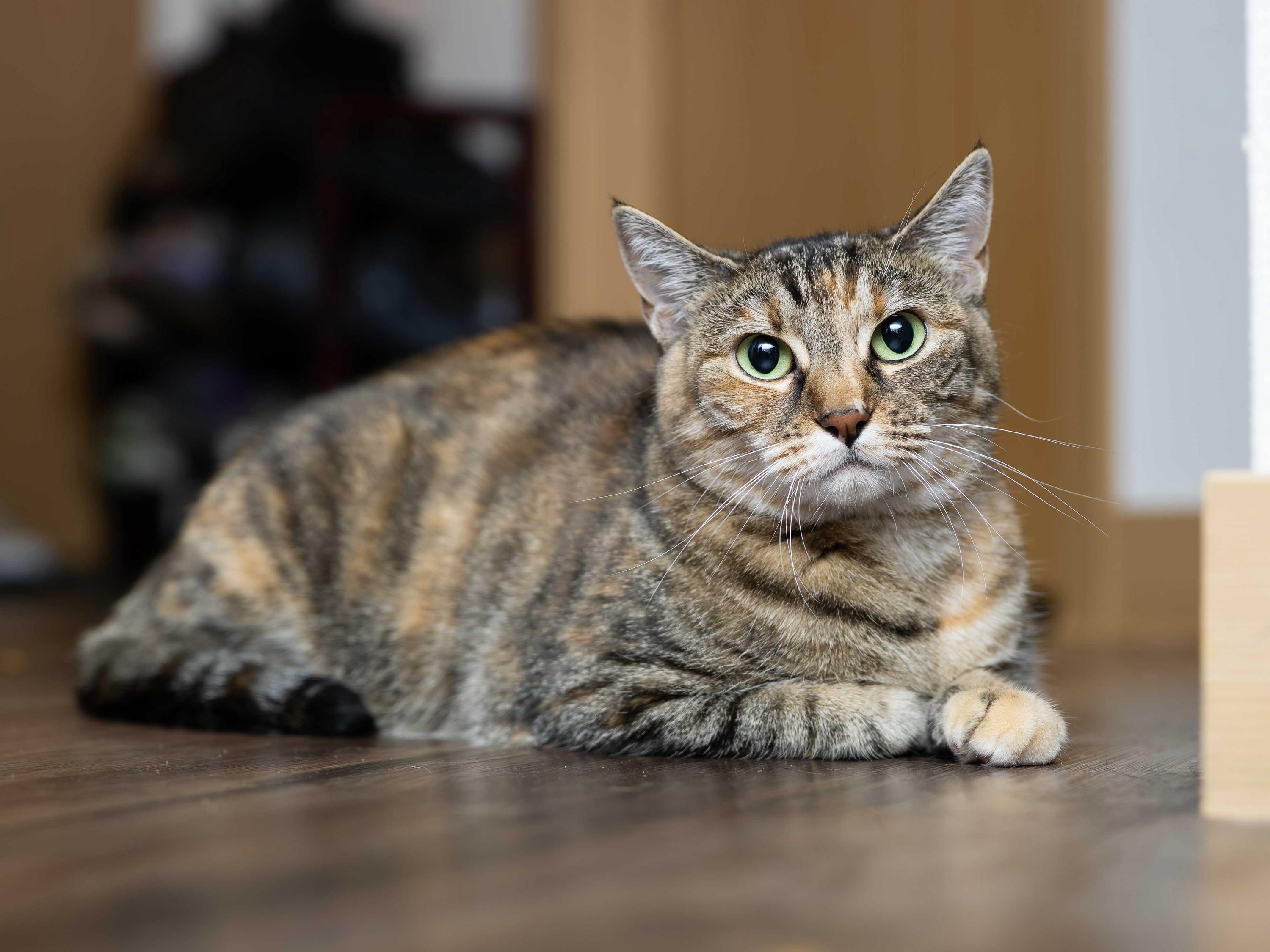 Lady, an adoptable Domestic Short Hair in Seattle, WA image 6/6