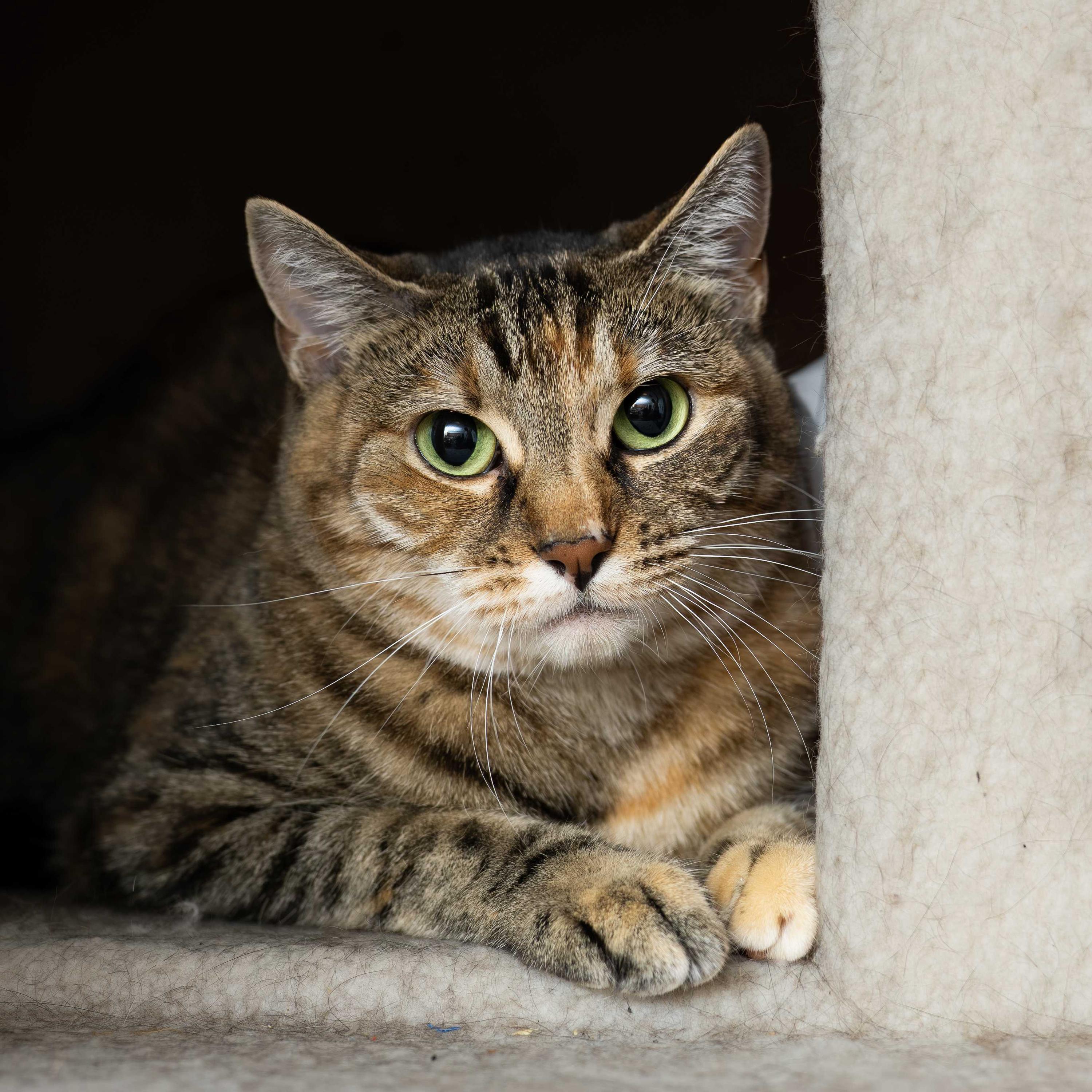Lady, an adoptable Domestic Short Hair in Seattle, WA image 5/6