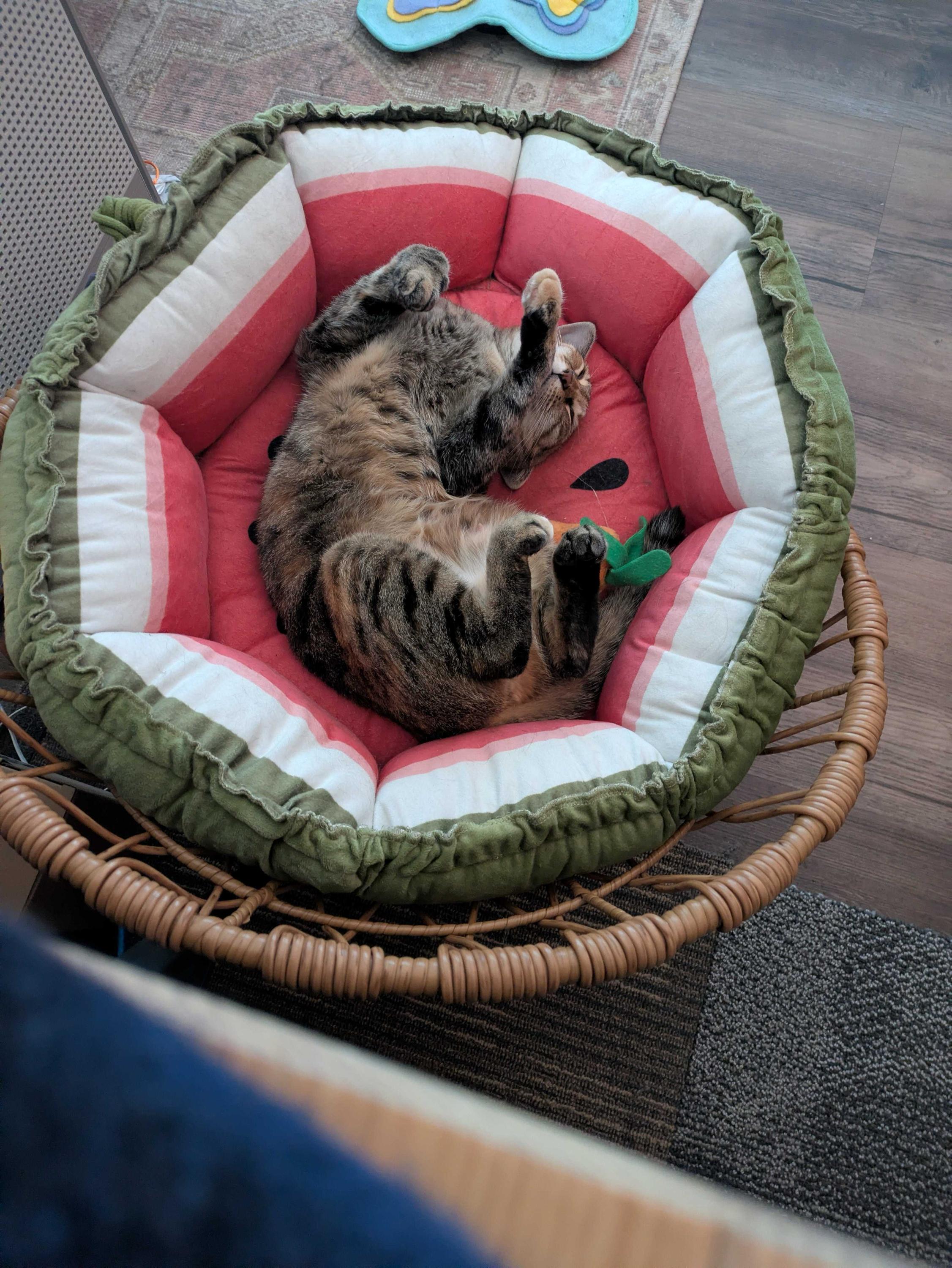 Lady, an adoptable Domestic Short Hair in Seattle, WA image 6/6
