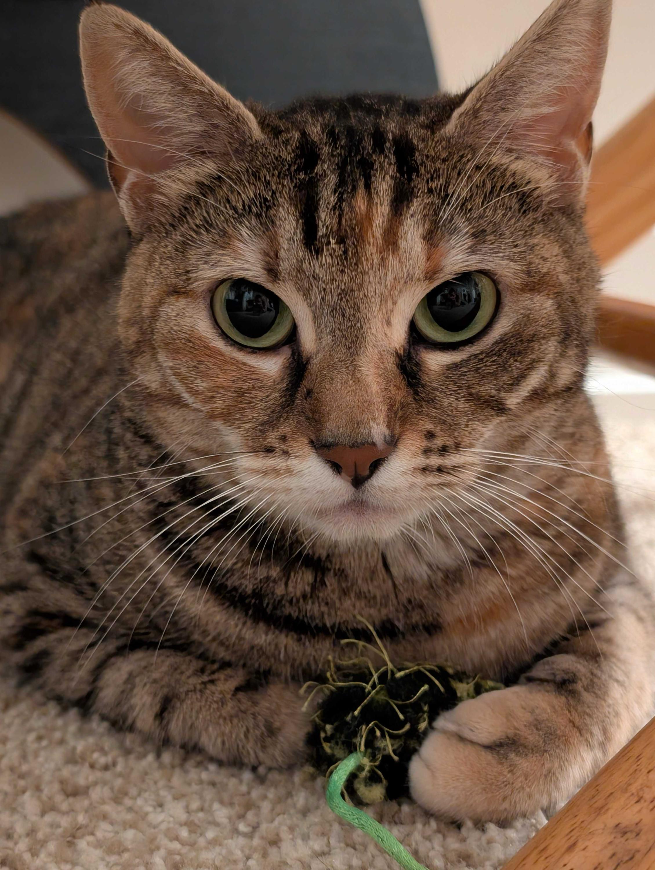 Lady, adoptable, Young Female Domestic Short Hair.