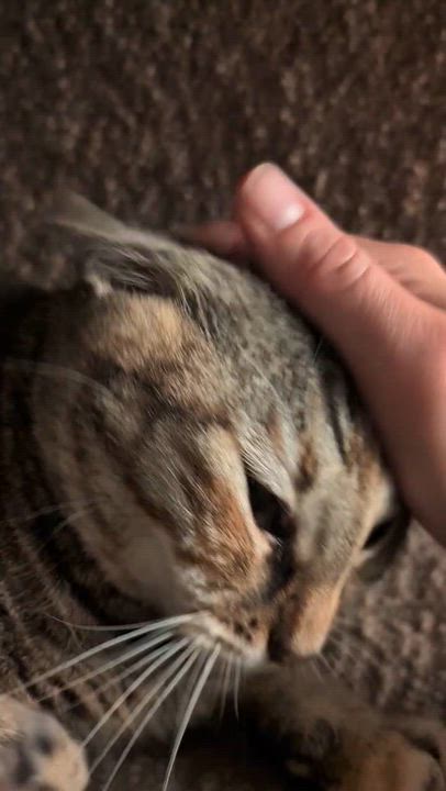 Enlarge Lady, an adoptable Domestic Short Hair in Seattle, WA video 5/6