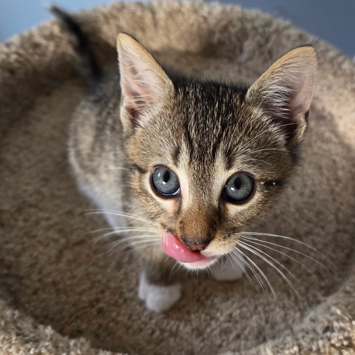 Enlarge Dain, an adopted Domestic Short Hair in Alexandria, VA image 2/4