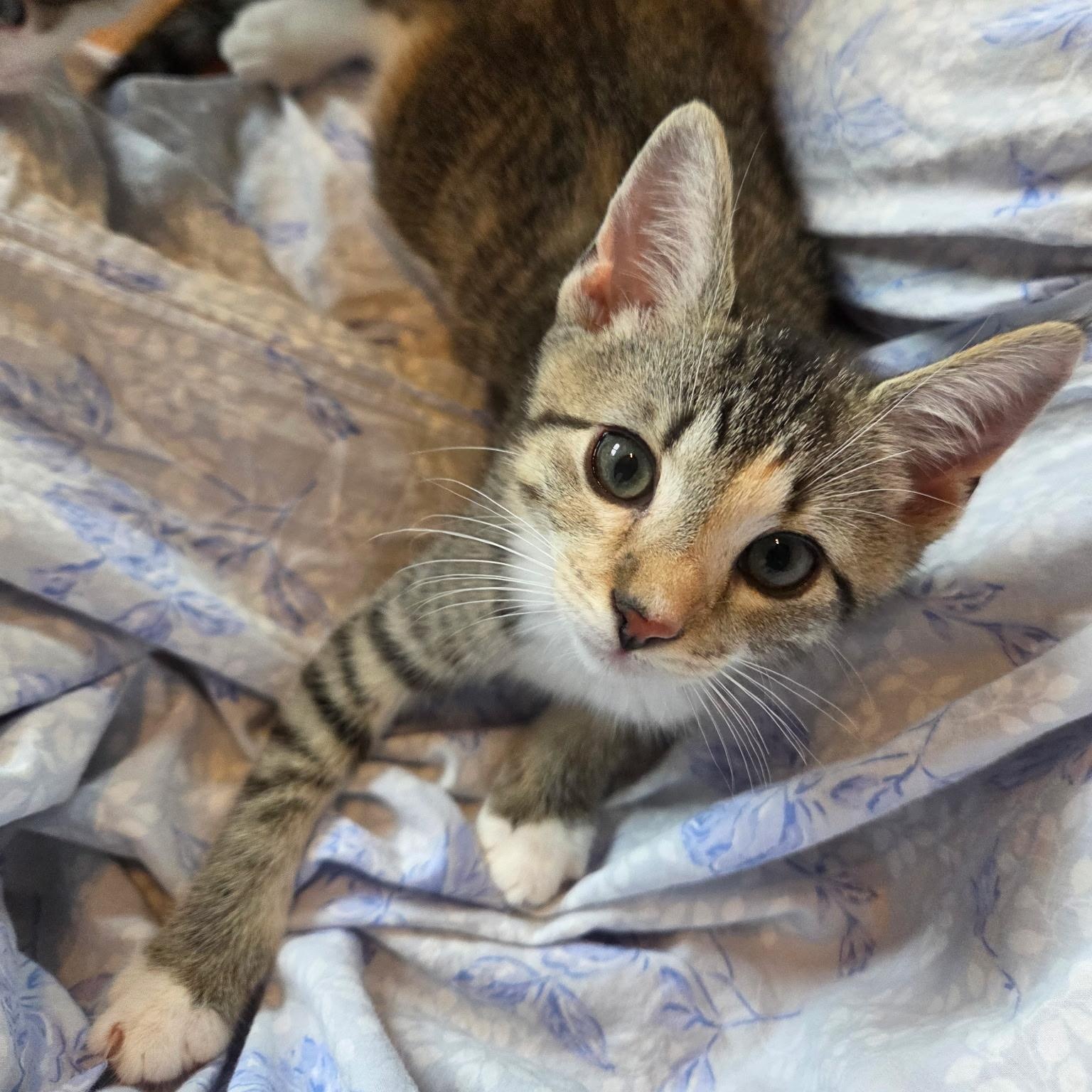 Dain, adopted, Kitten Male Domestic Short Hair.
