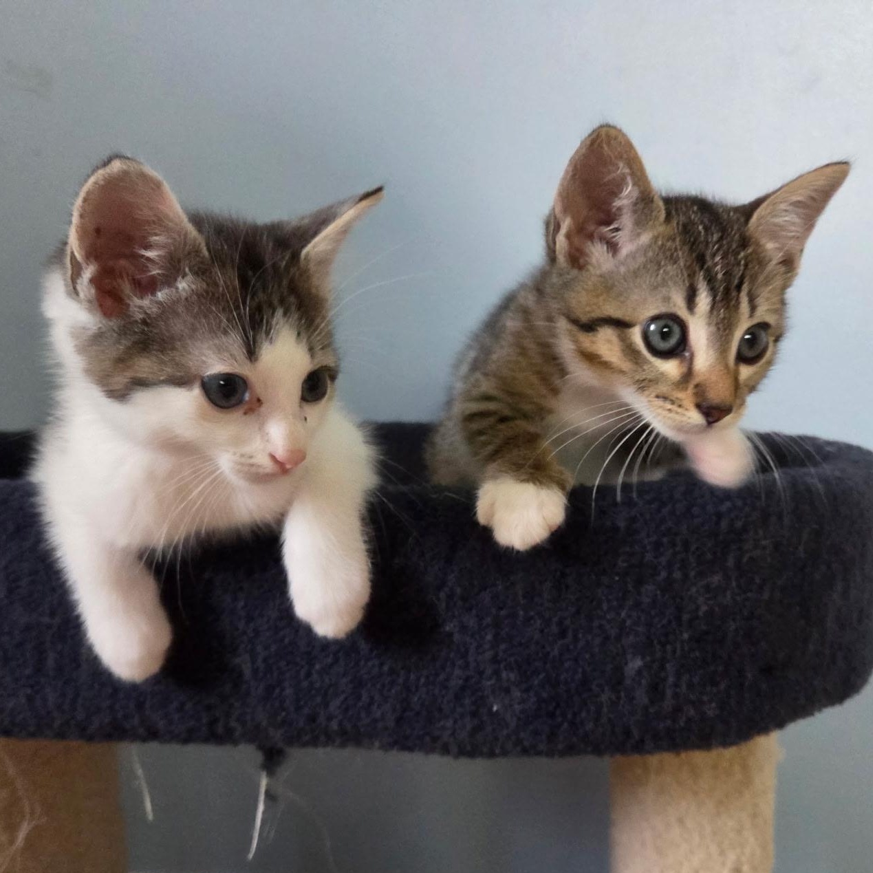 Enlarge Dain, an adopted Domestic Short Hair in Alexandria, VA image 3/4