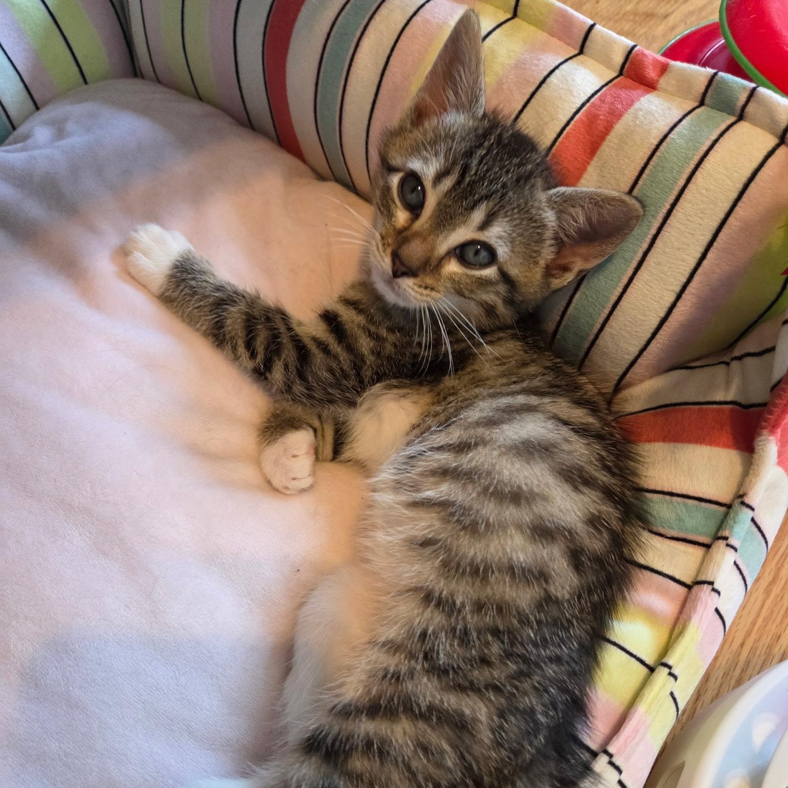 Enlarge Dain, an adopted Domestic Short Hair in Alexandria, VA image 4/4