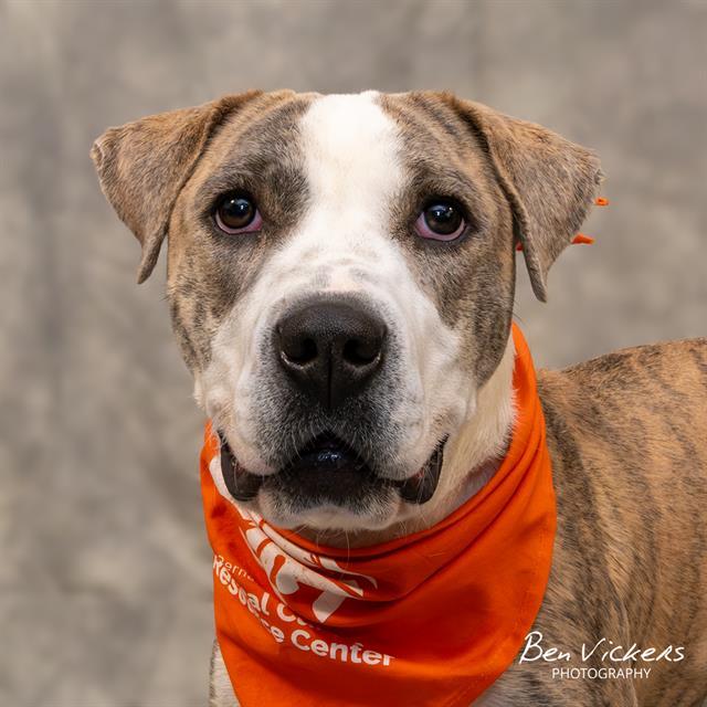 LACEY, Adoptable, Young Female Pit Bull Terrier & Mixed Breed.