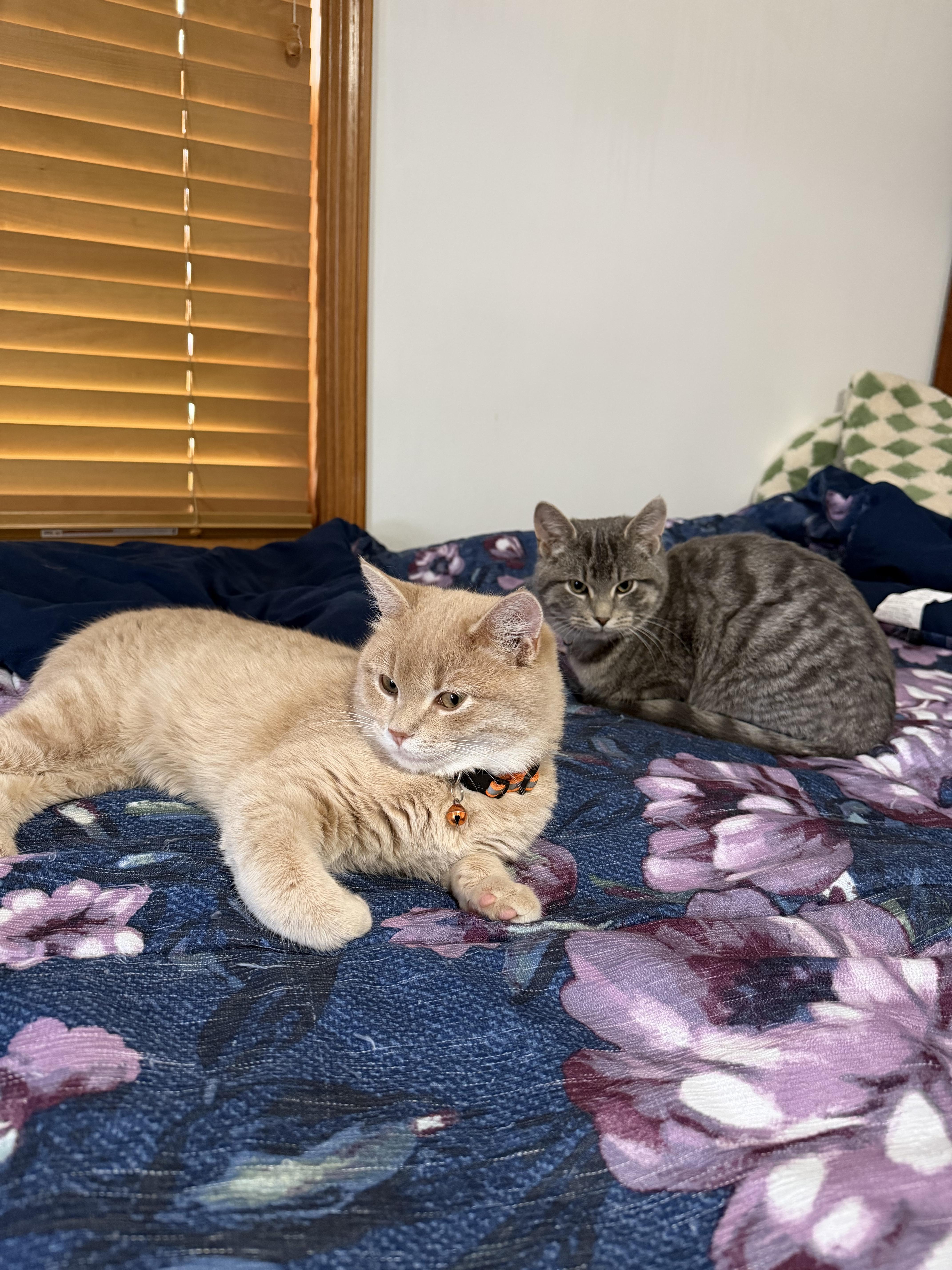 Enlarge Little Dot , an adopted Tabby in GALESVILLE, WI image 6/6