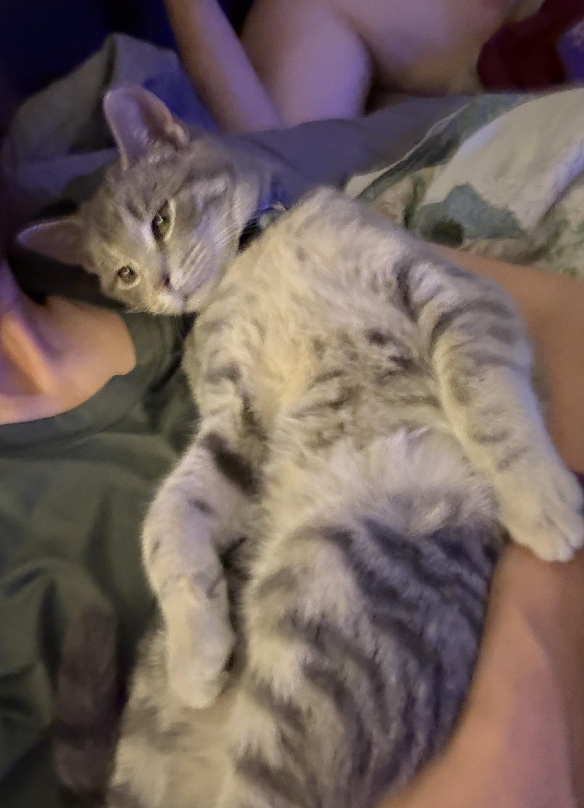 Enlarge Little Dot , an adopted Tabby in GALESVILLE, WI image 4/6