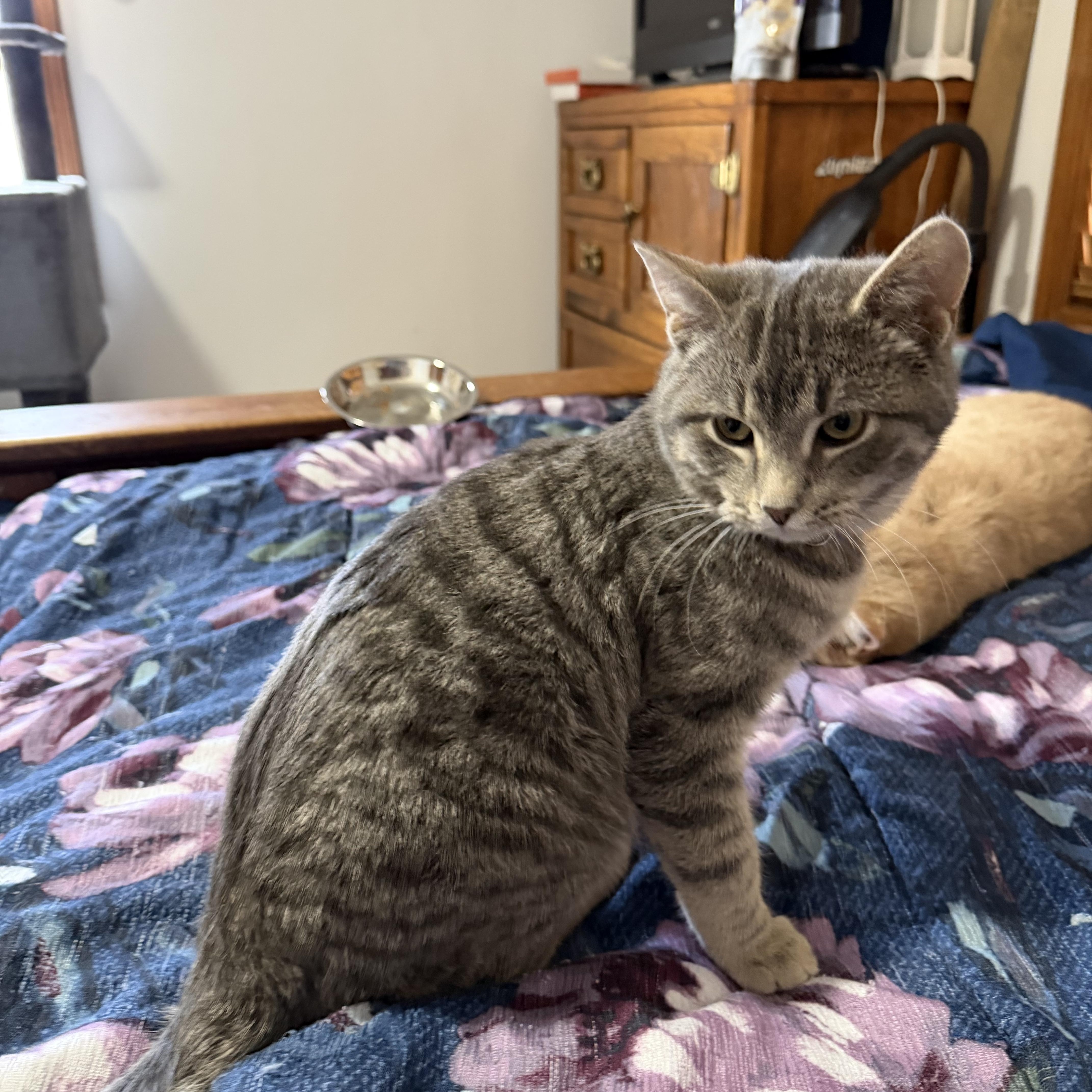 Enlarge Little Dot , an adopted Tabby in GALESVILLE, WI image 3/6